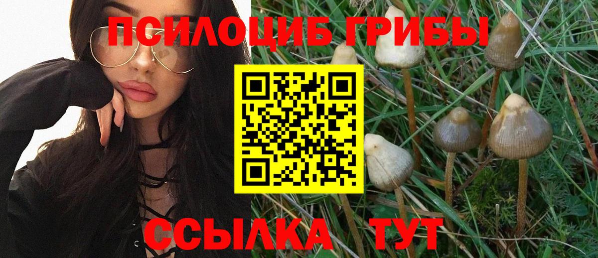 Кизляр  Галлюциногенные грибы Psilocybine cubensis  Вход с VPN 